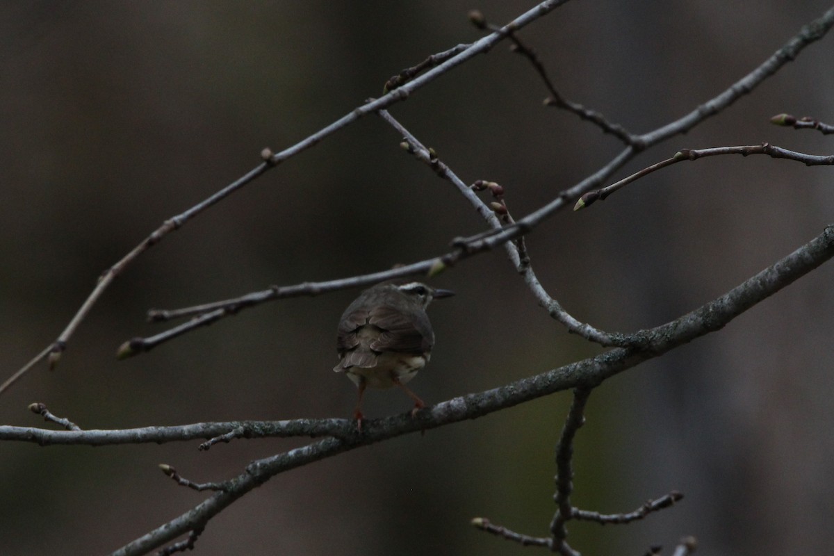 Louisiana Waterthrush - ML443507391