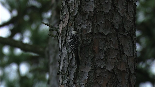 Red-cockaded Woodpecker - ML443508