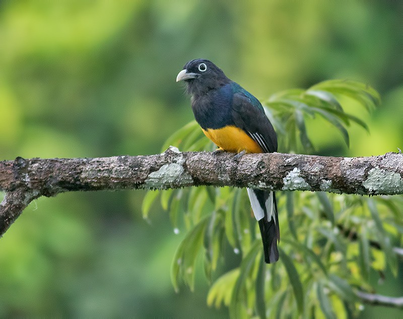 Green-backed Trogon - ML44350881