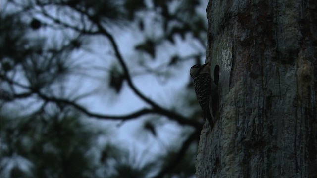Red-cockaded Woodpecker - ML443509