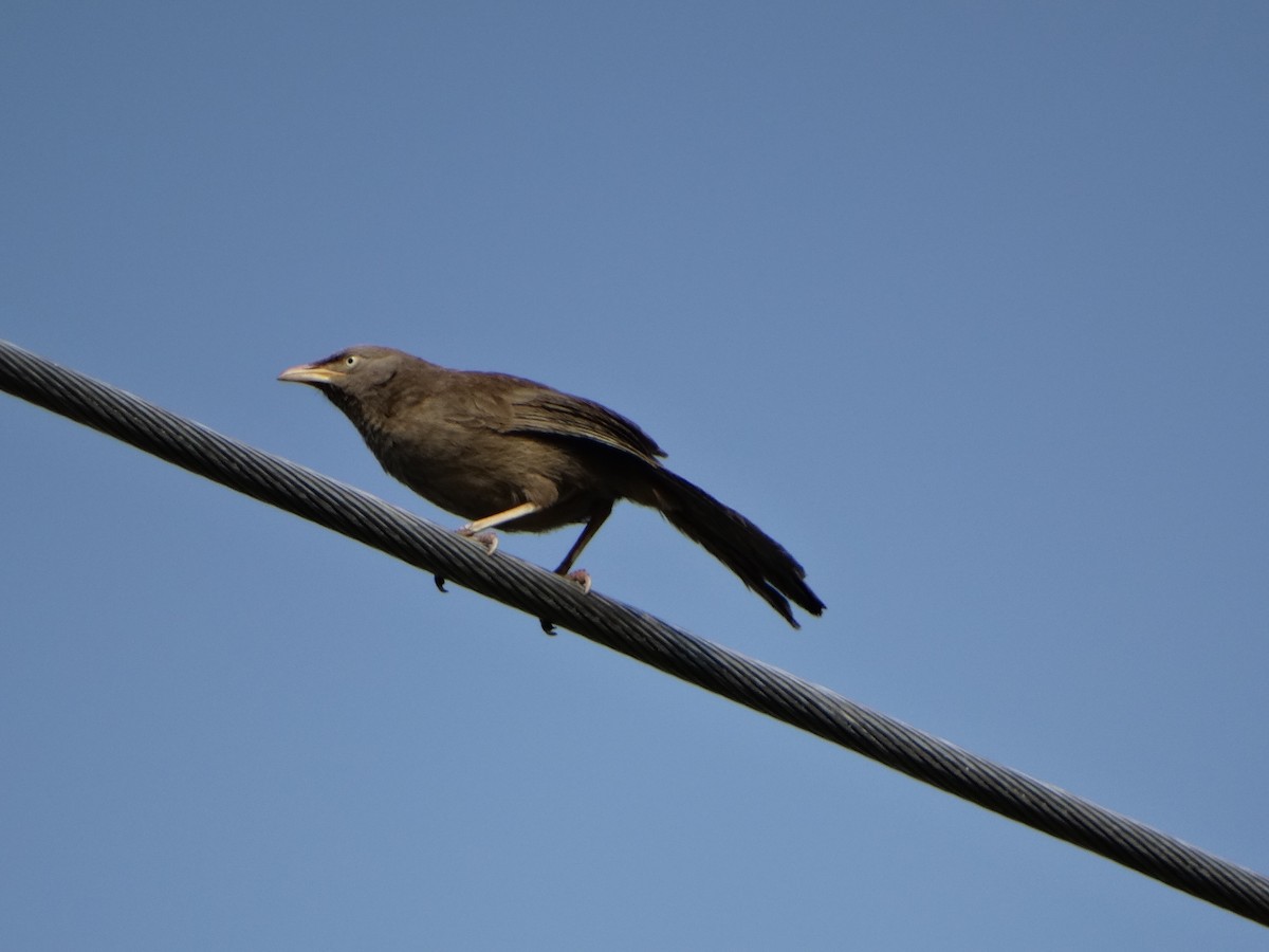 Jungle Babbler - ML443509081