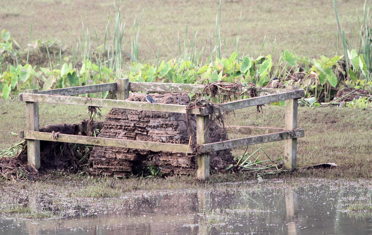 Sacred Kingfisher - ML443509731