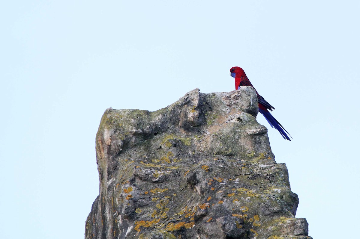 Crimson Rosella - ML443509811