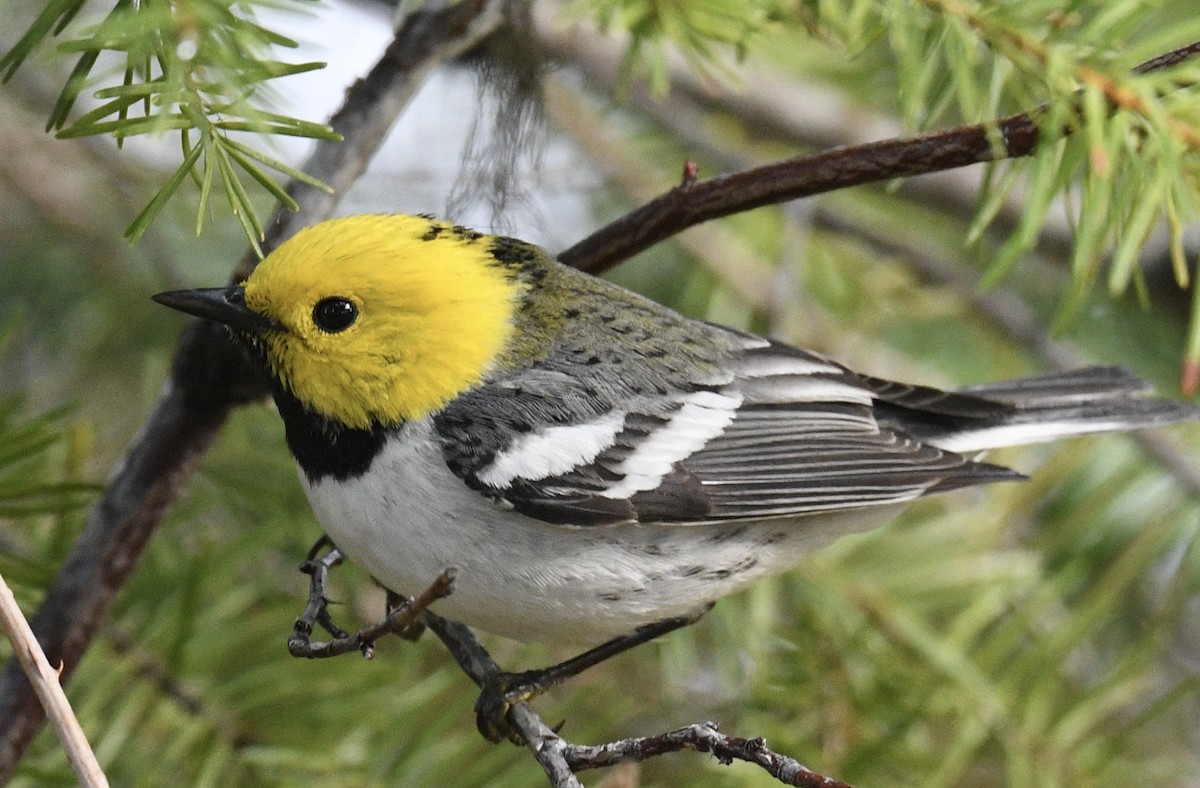 Hermit Warbler - ML443509841