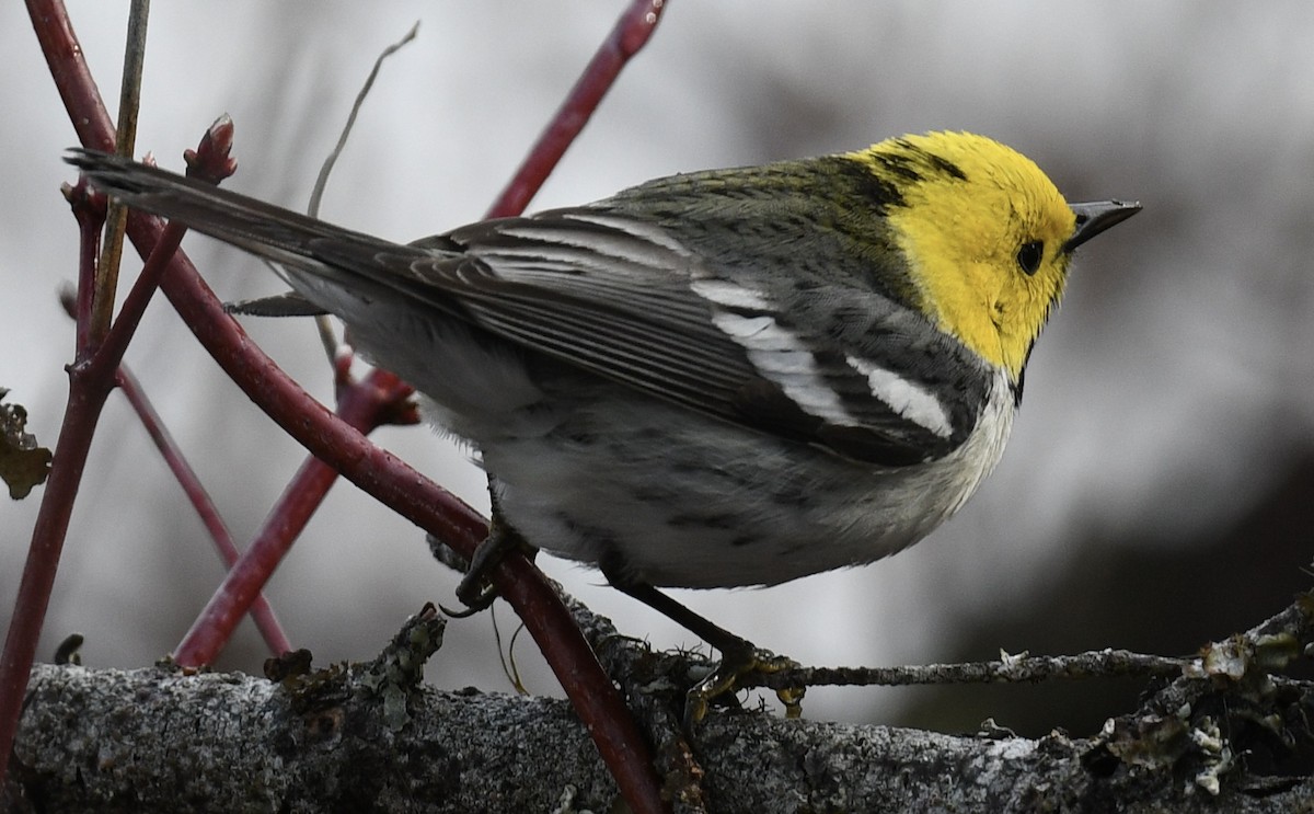 Hermit Warbler - ML443509921