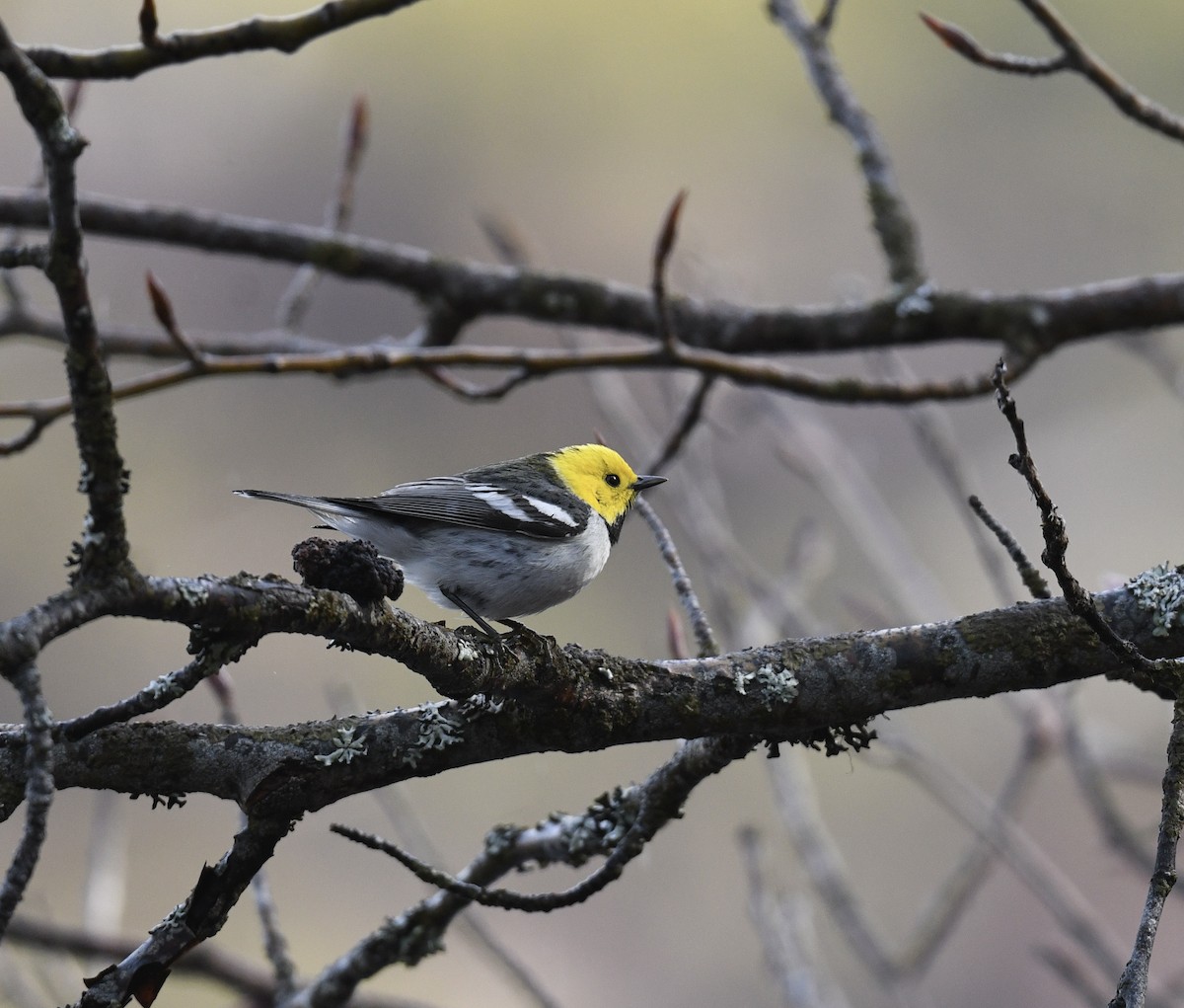 Hermit Warbler - ML443509961