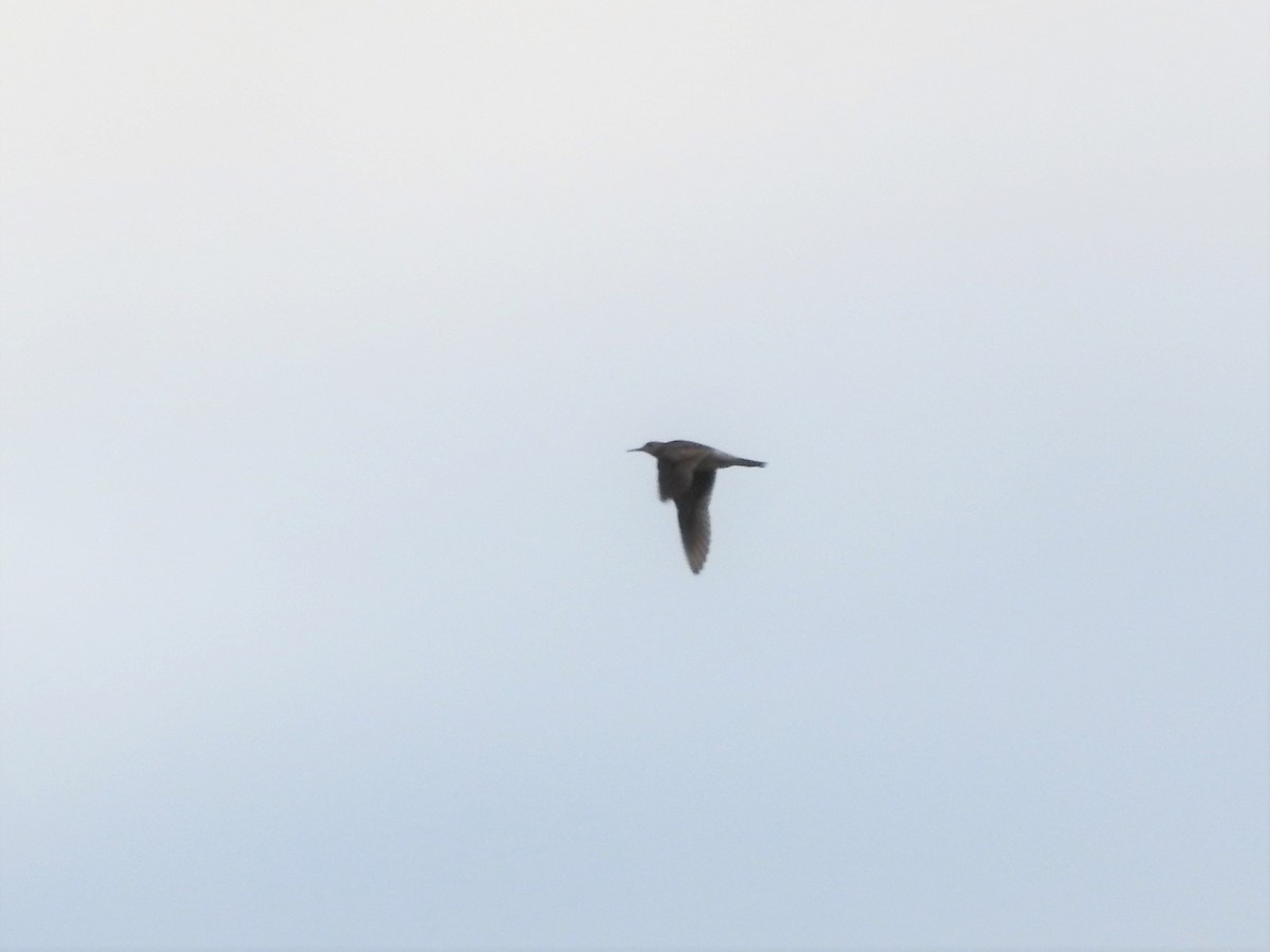 Upland Sandpiper - ML443510131