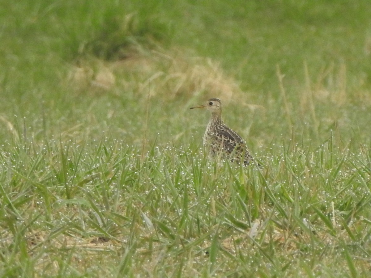 Upland Sandpiper - ML443510311