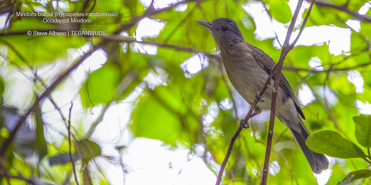 Mindoro Bulbul - ML443513081