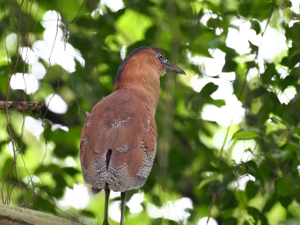 Malayan Night Heron - ML443513621