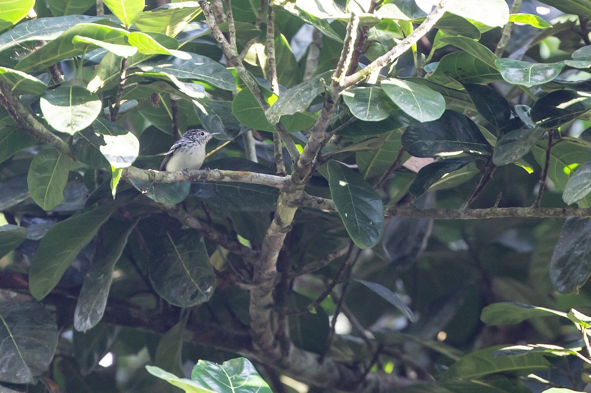 Orange-bellied Antwren - ML443513861