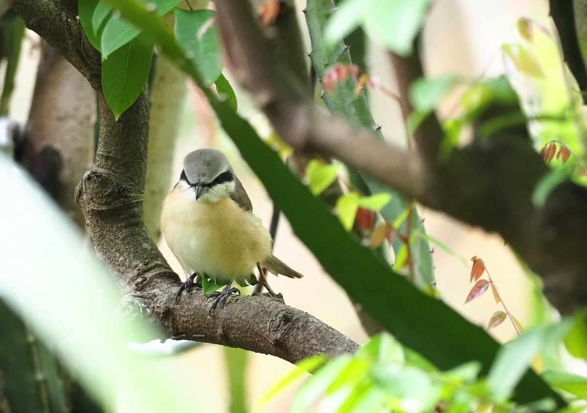 Brown Shrike (Philippine) - ML443514141