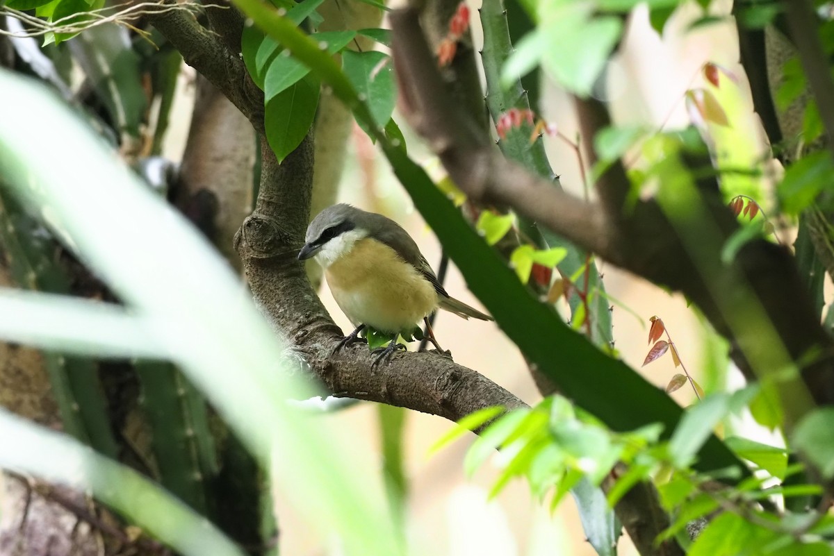 Brown Shrike (Philippine) - ML443514151
