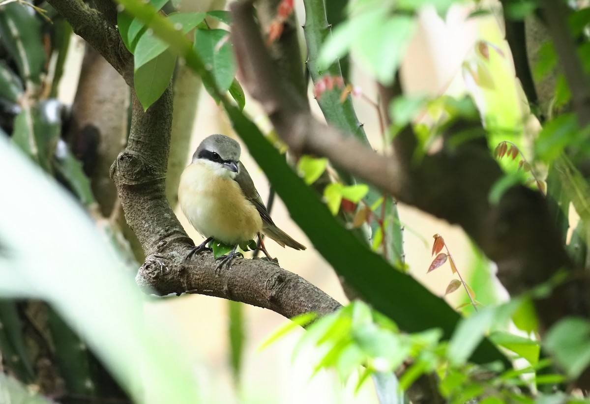 Brown Shrike (Philippine) - ML443514161