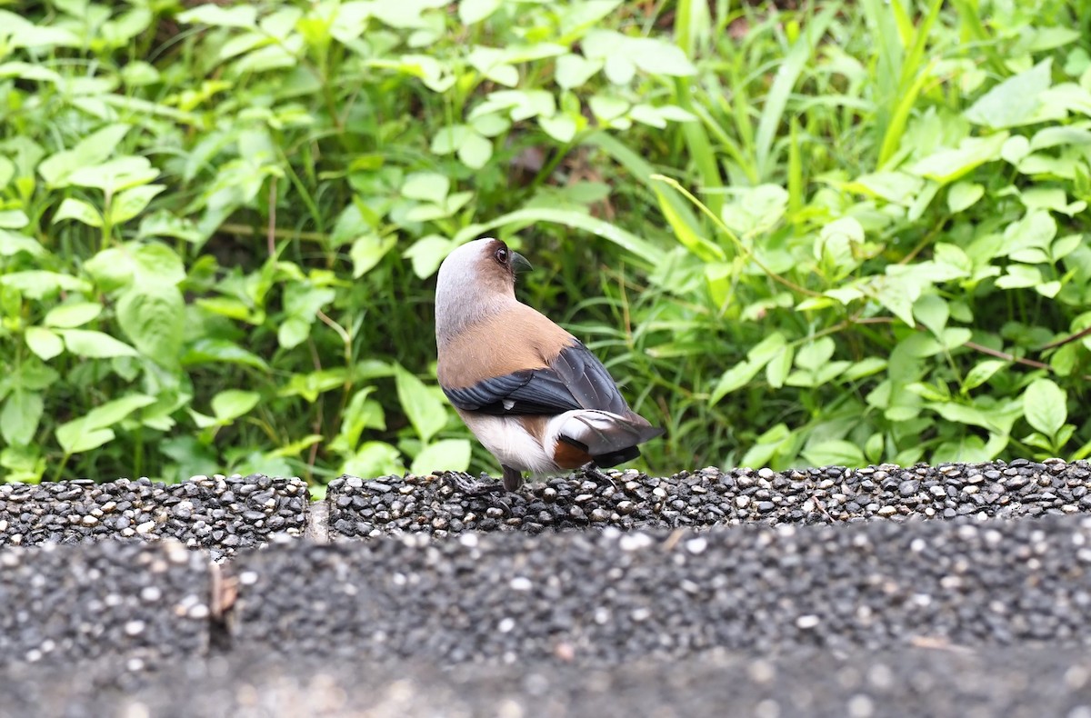 Gray Treepie - ML443514251