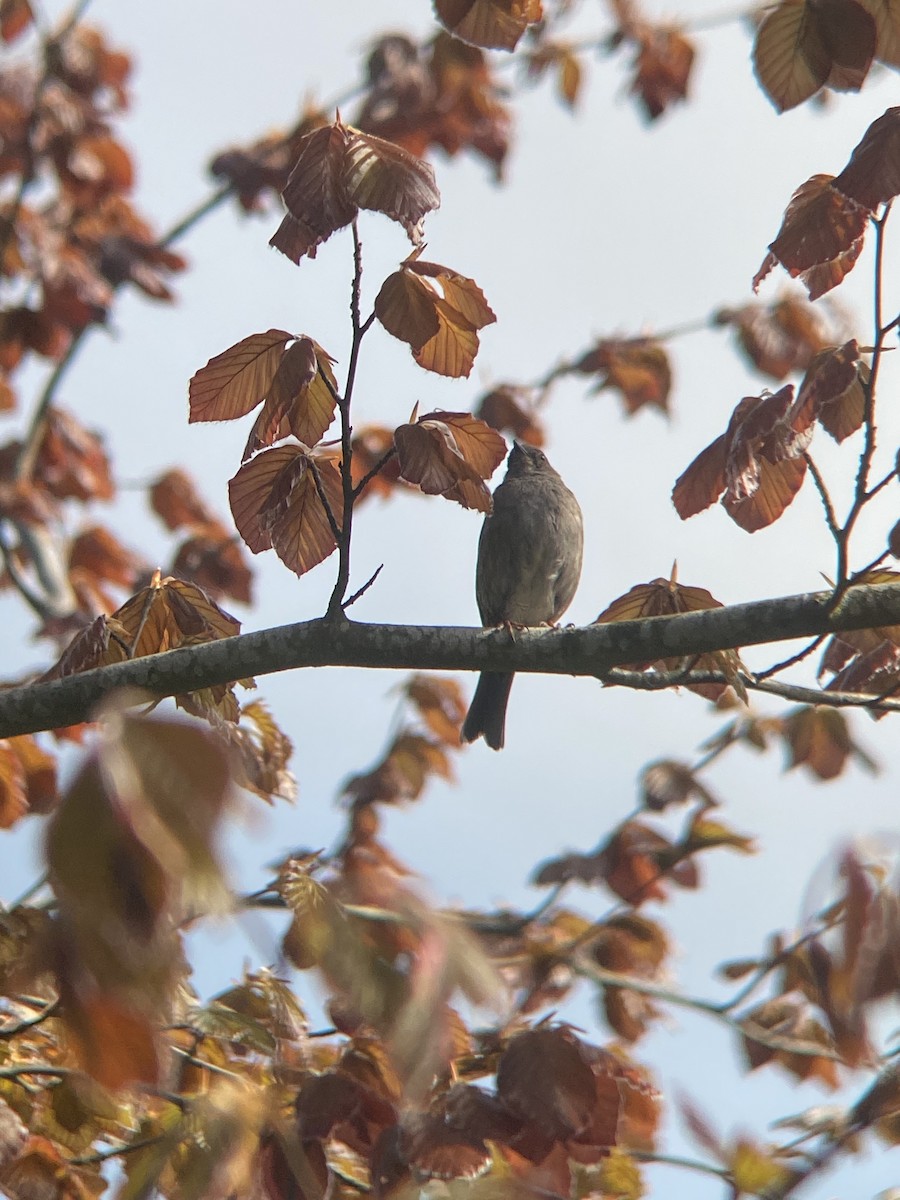 Dunnock - ML443514301