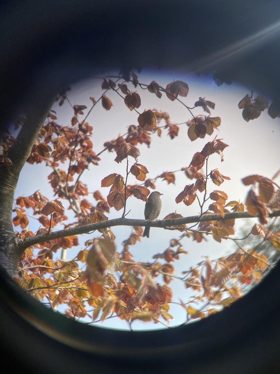 Dunnock - ML443514381