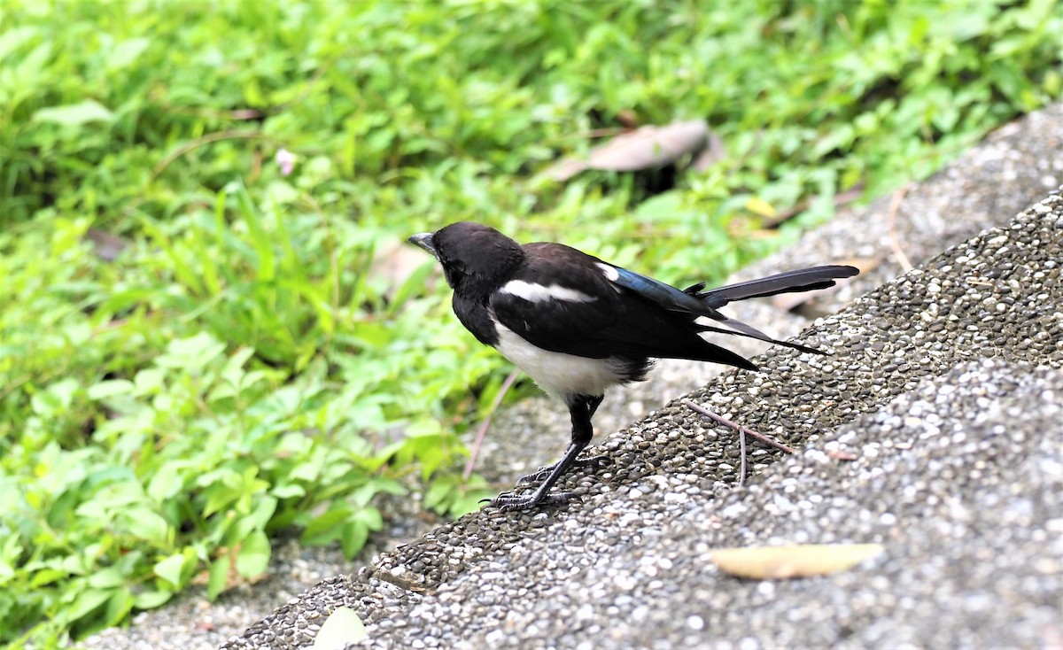 Oriental Magpie - ML443514521