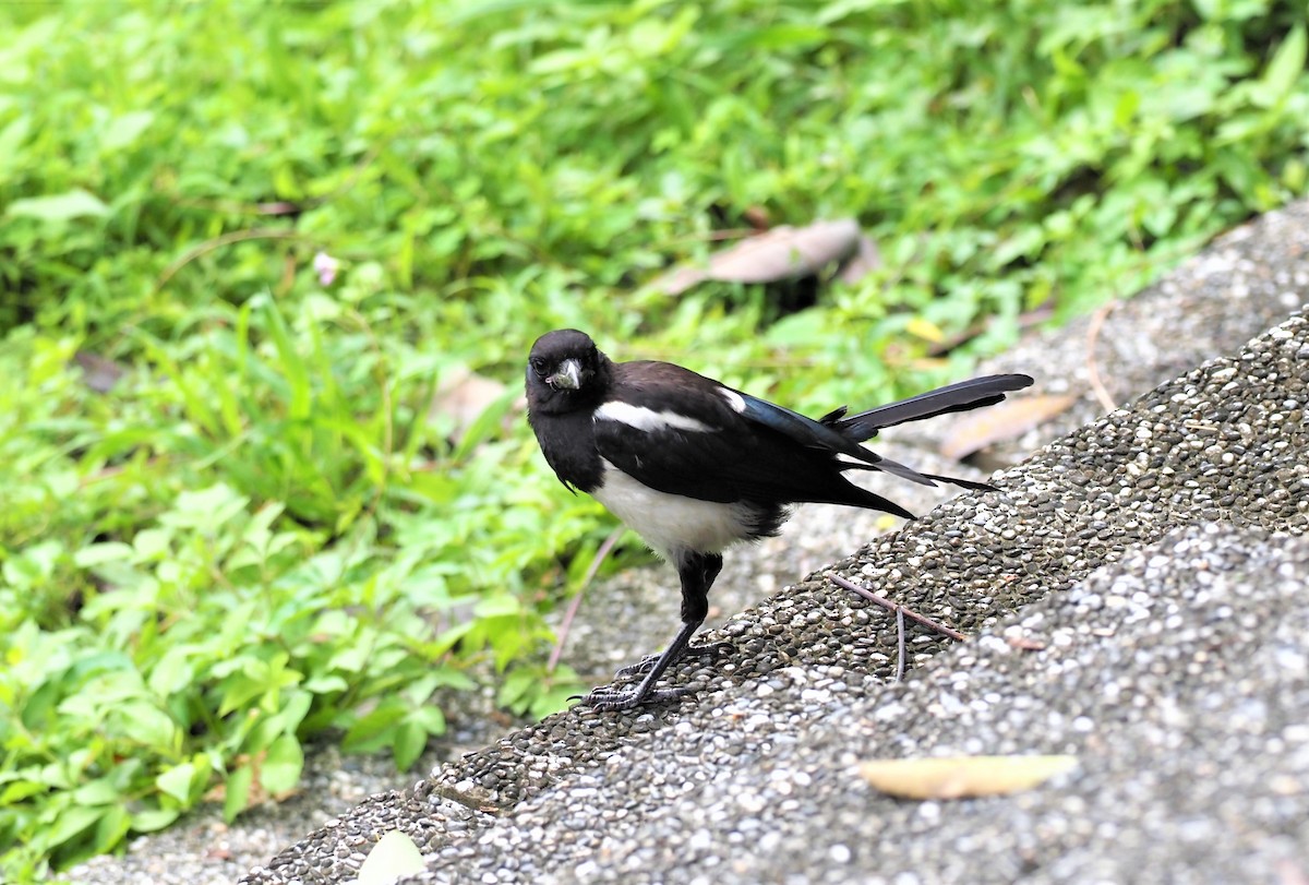 Oriental Magpie - ML443514531