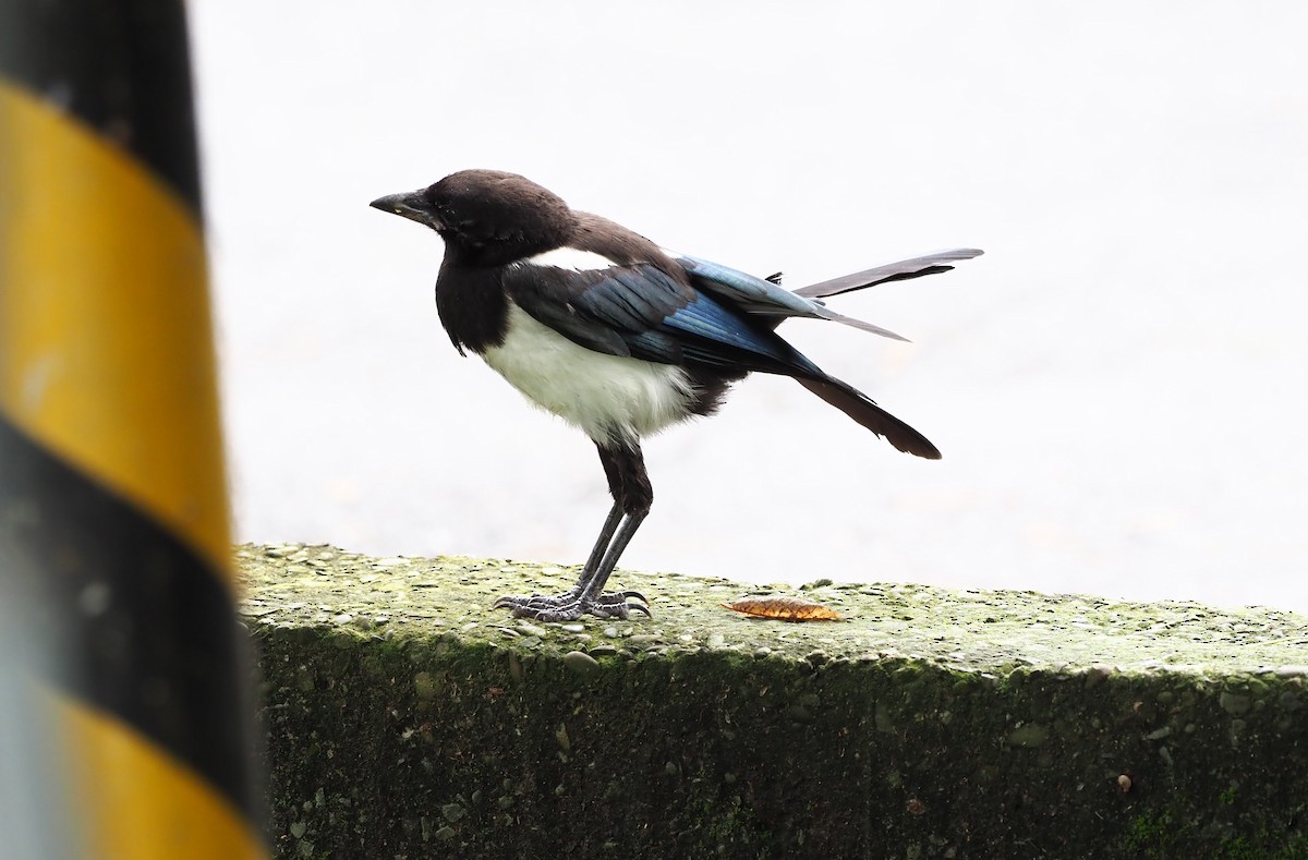 Oriental Magpie - ML443514541