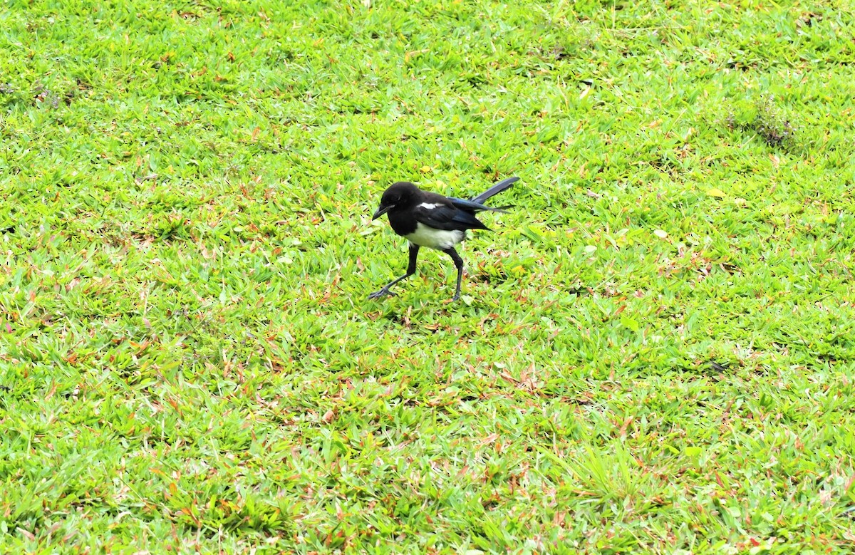 Oriental Magpie - ML443514551