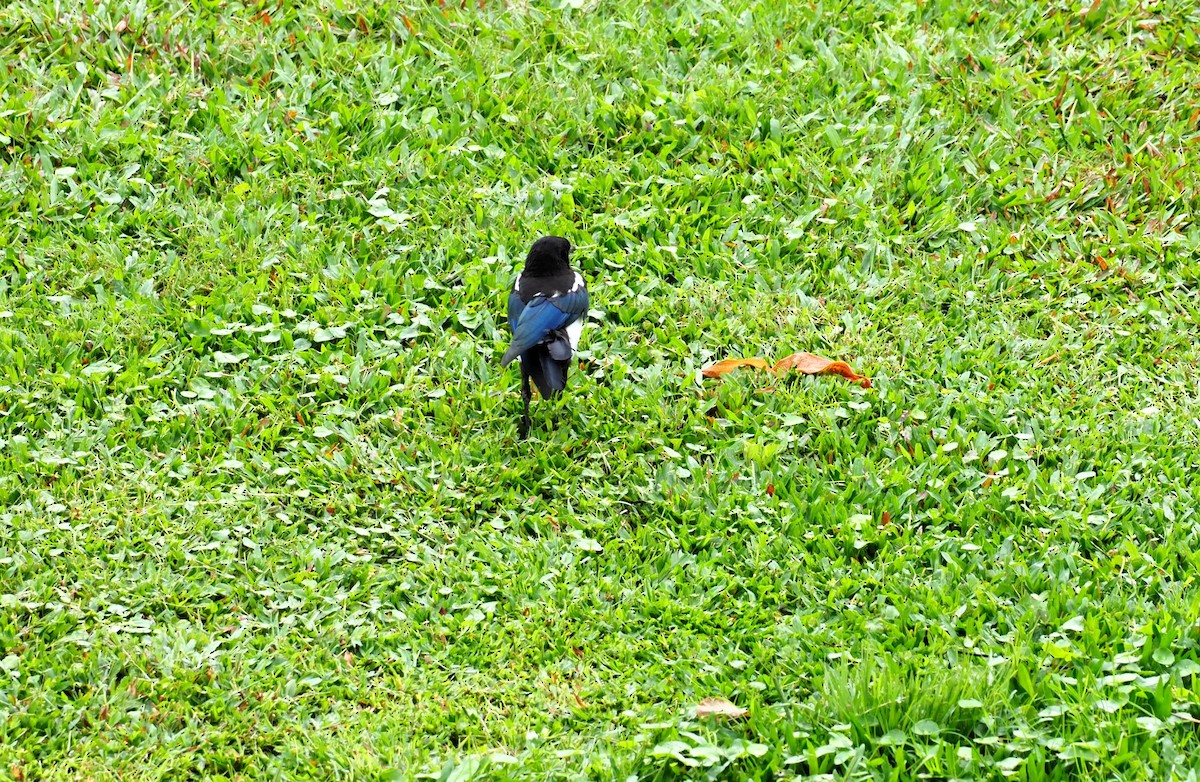 Oriental Magpie - ML443514561