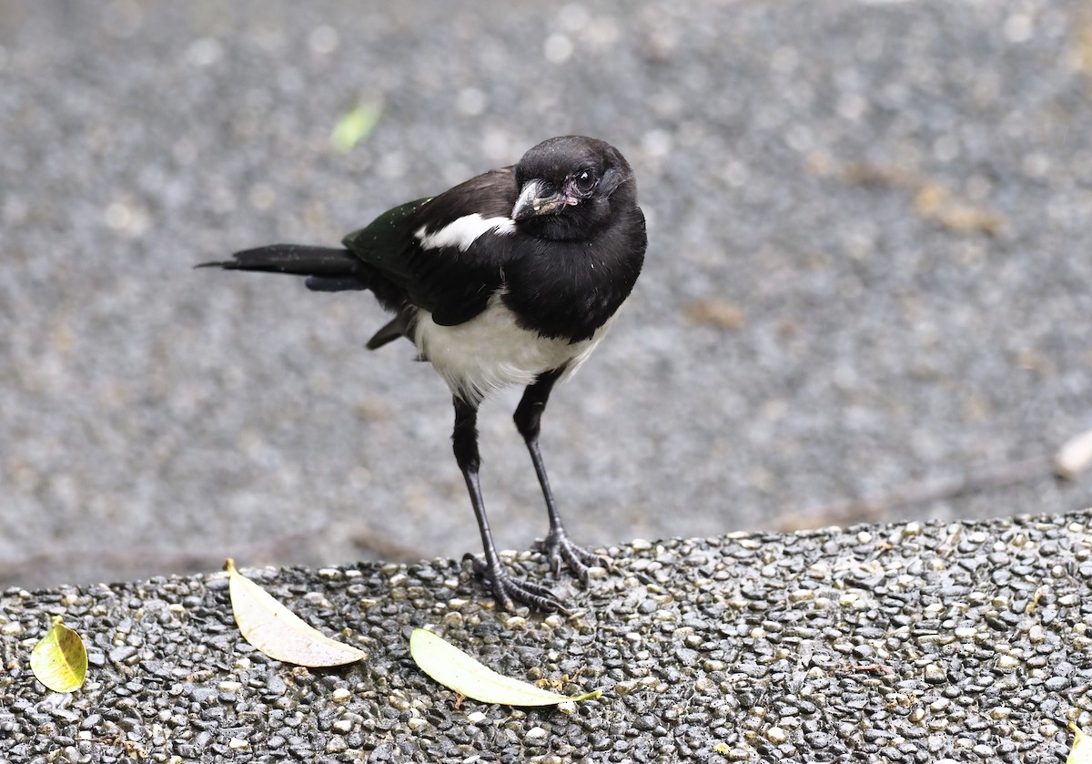 Oriental Magpie - ML443514581