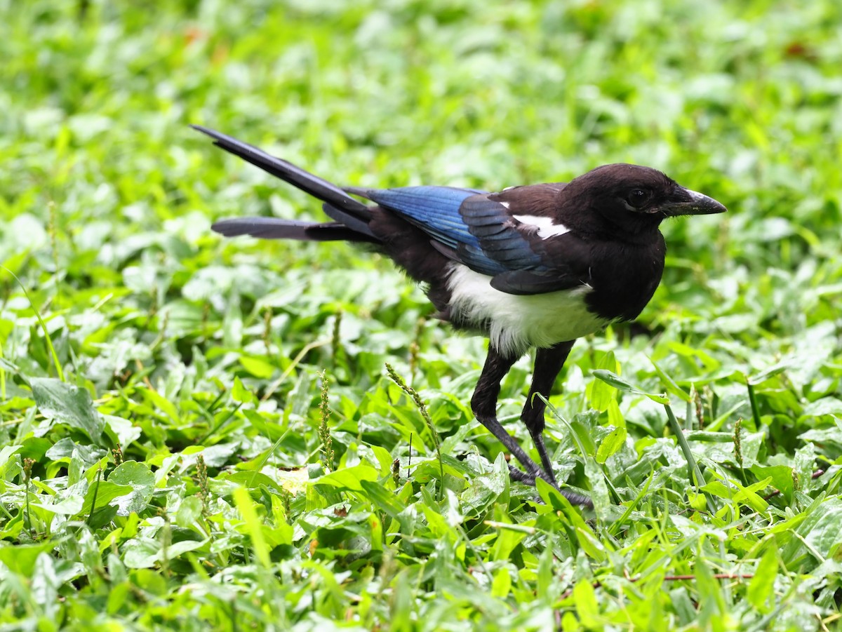 Oriental Magpie - ML443514601