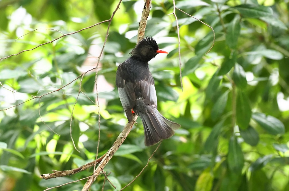 Black Bulbul - ML443514981