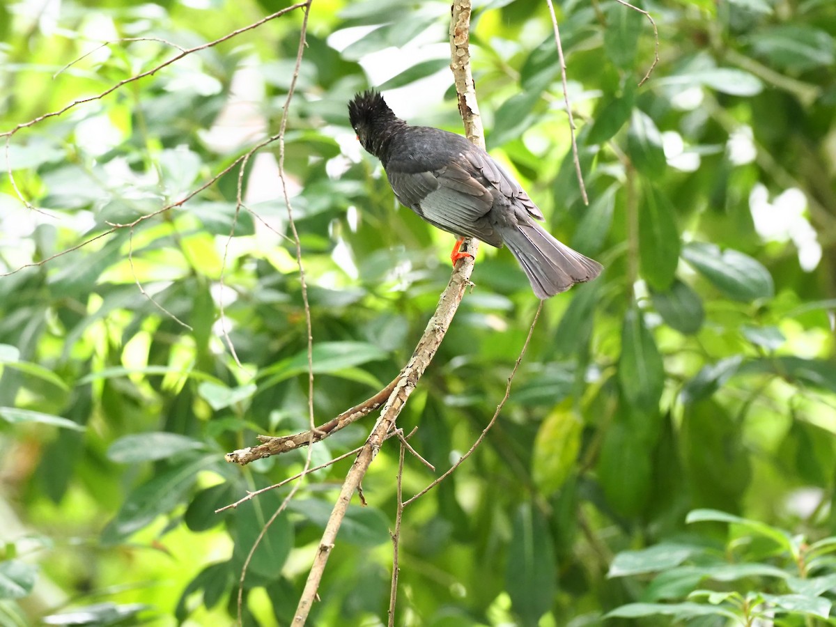 Black Bulbul - ML443515021