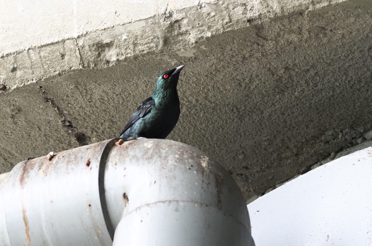 Asian Glossy Starling - ML443515251