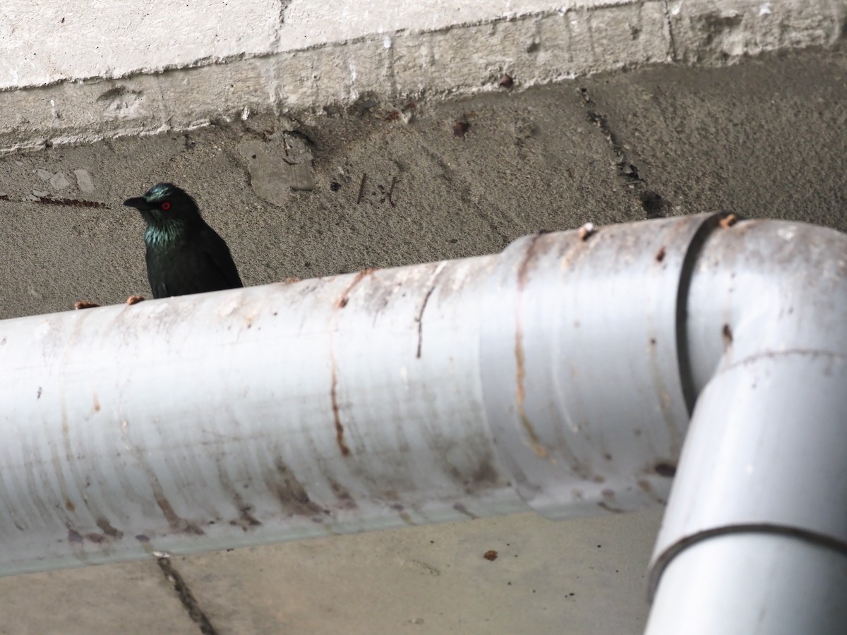 Asian Glossy Starling - ML443515261