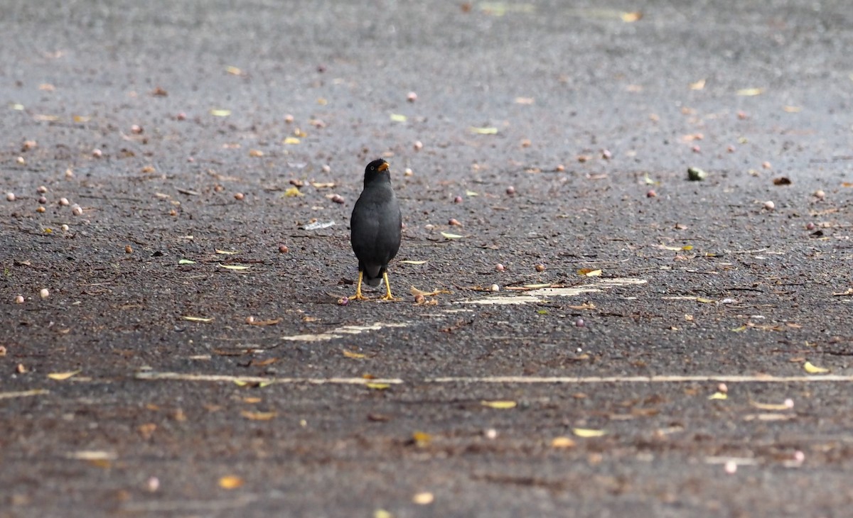 Javan Myna - ML443515401