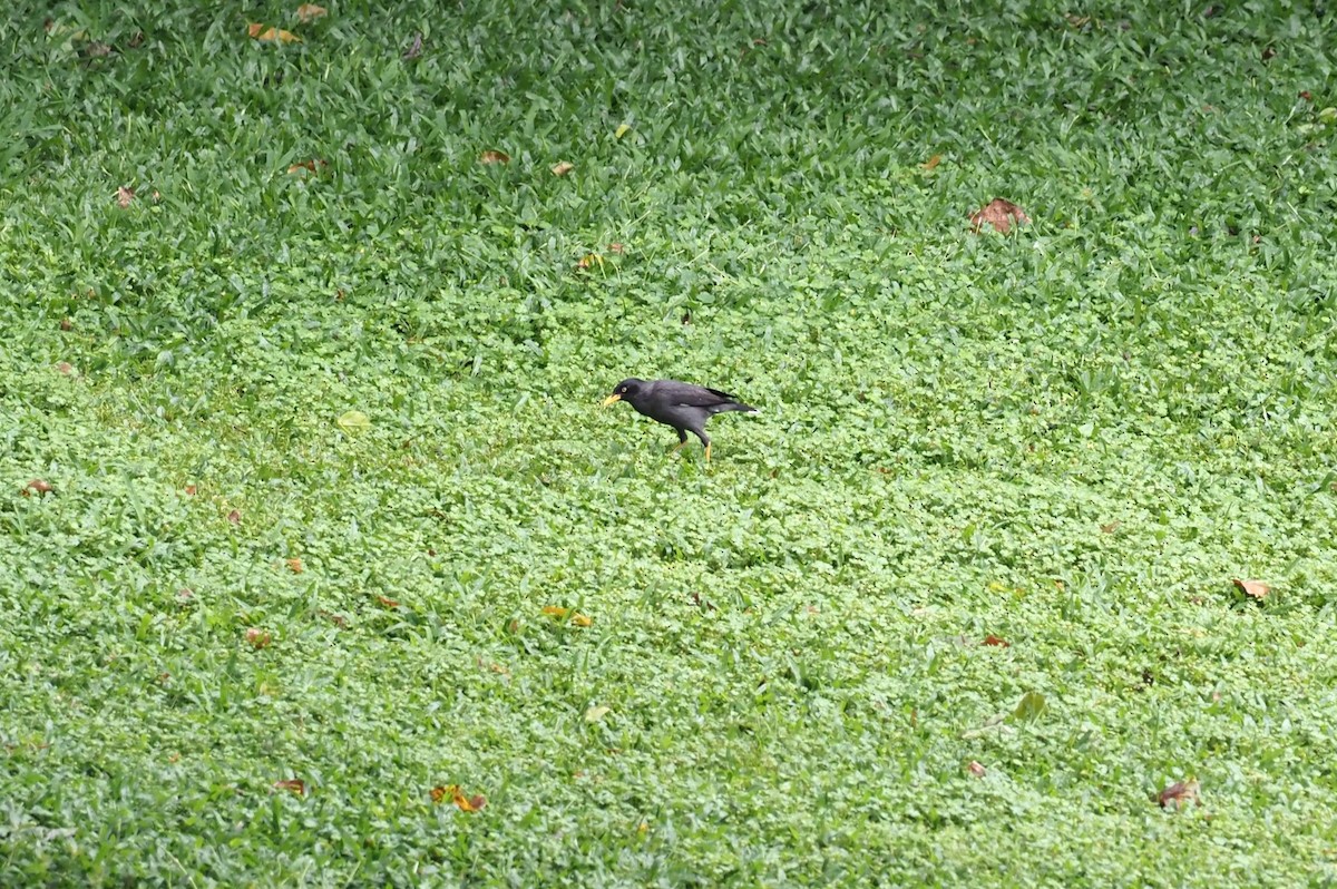 Javan Myna - ML443515461
