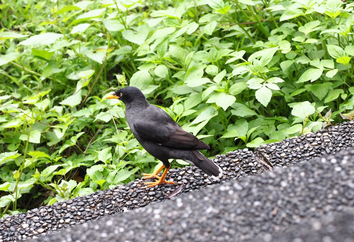 Javan Myna - ML443515711