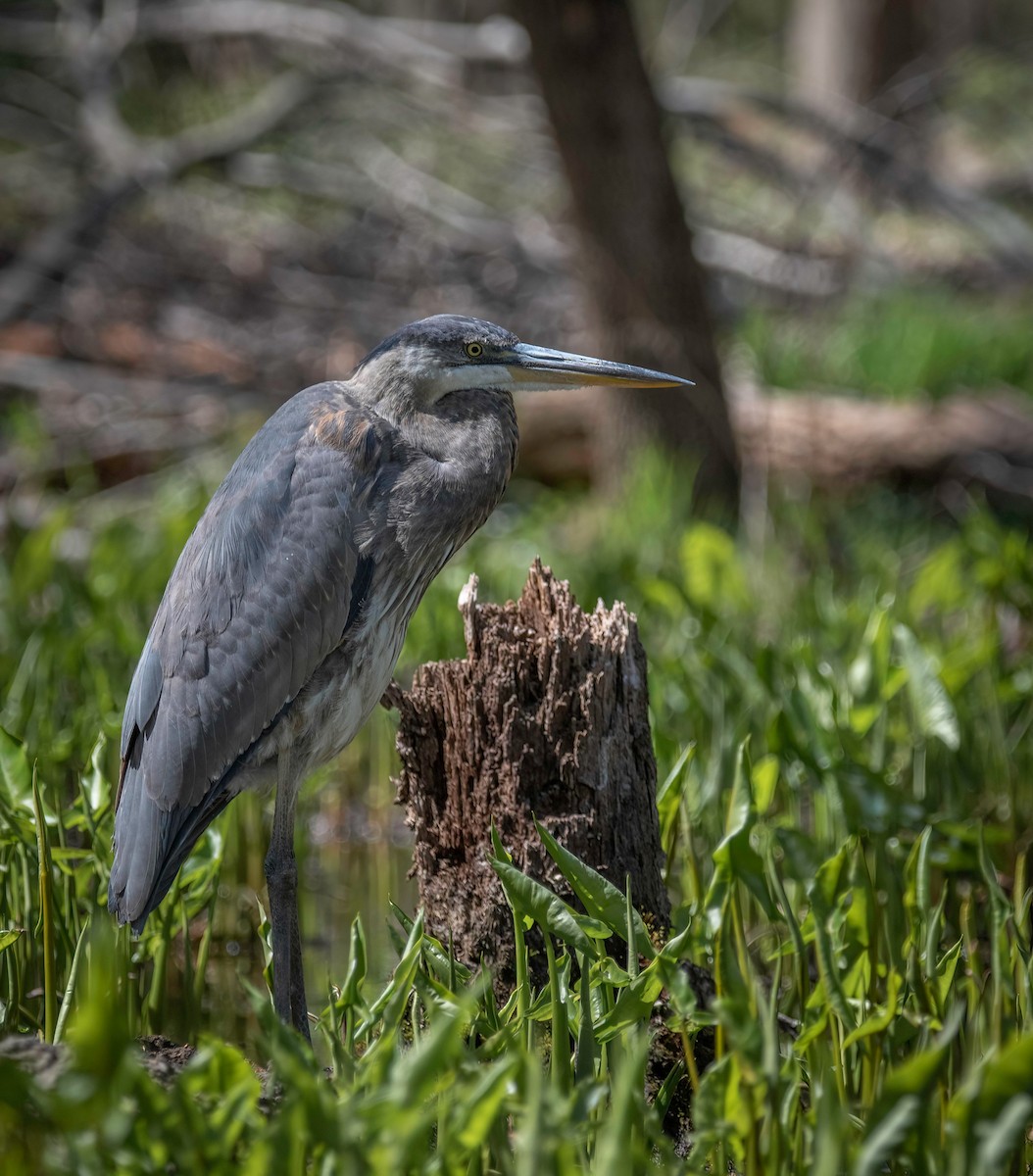 Great Blue Heron - Chris Dobre