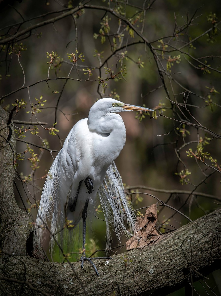 Great Egret - ML443515891