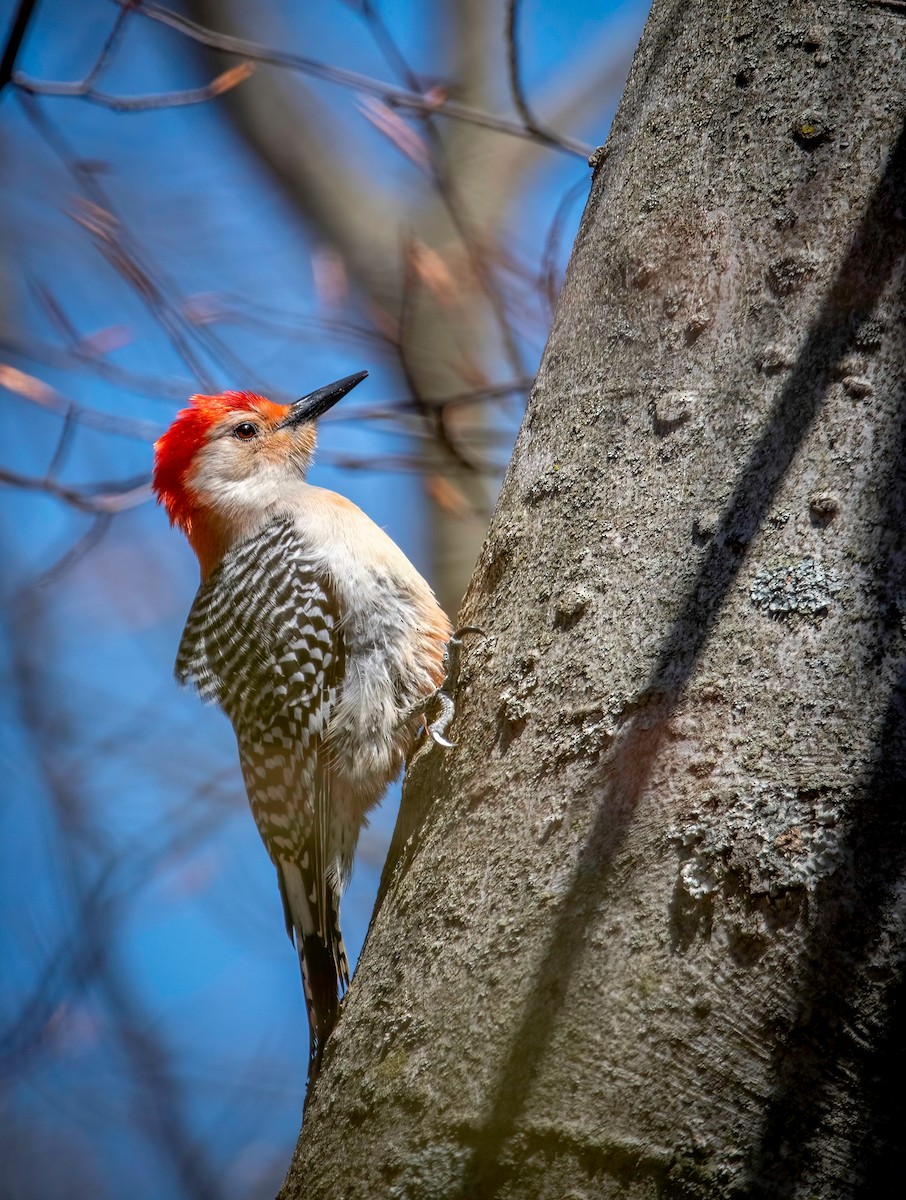 Red-bellied Woodpecker - ML443515991