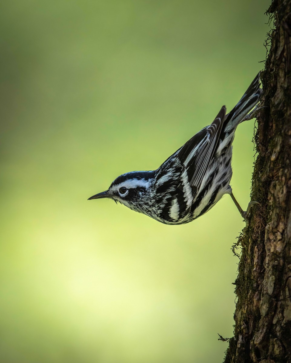 Black-and-white Warbler - ML443516121