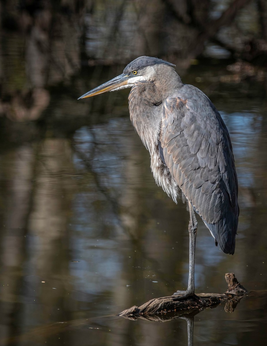 Great Blue Heron - ML443516551