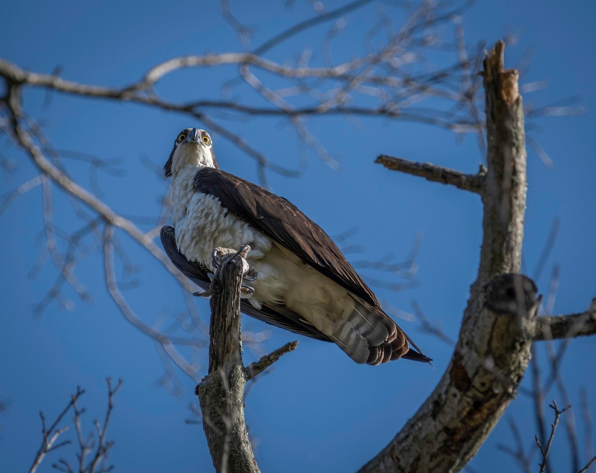 Osprey - ML443516581