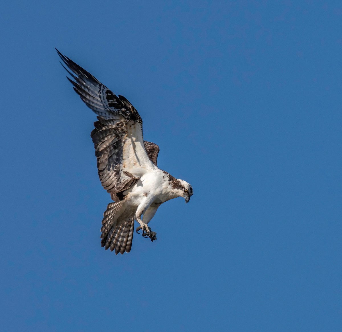 Osprey - ML443516591