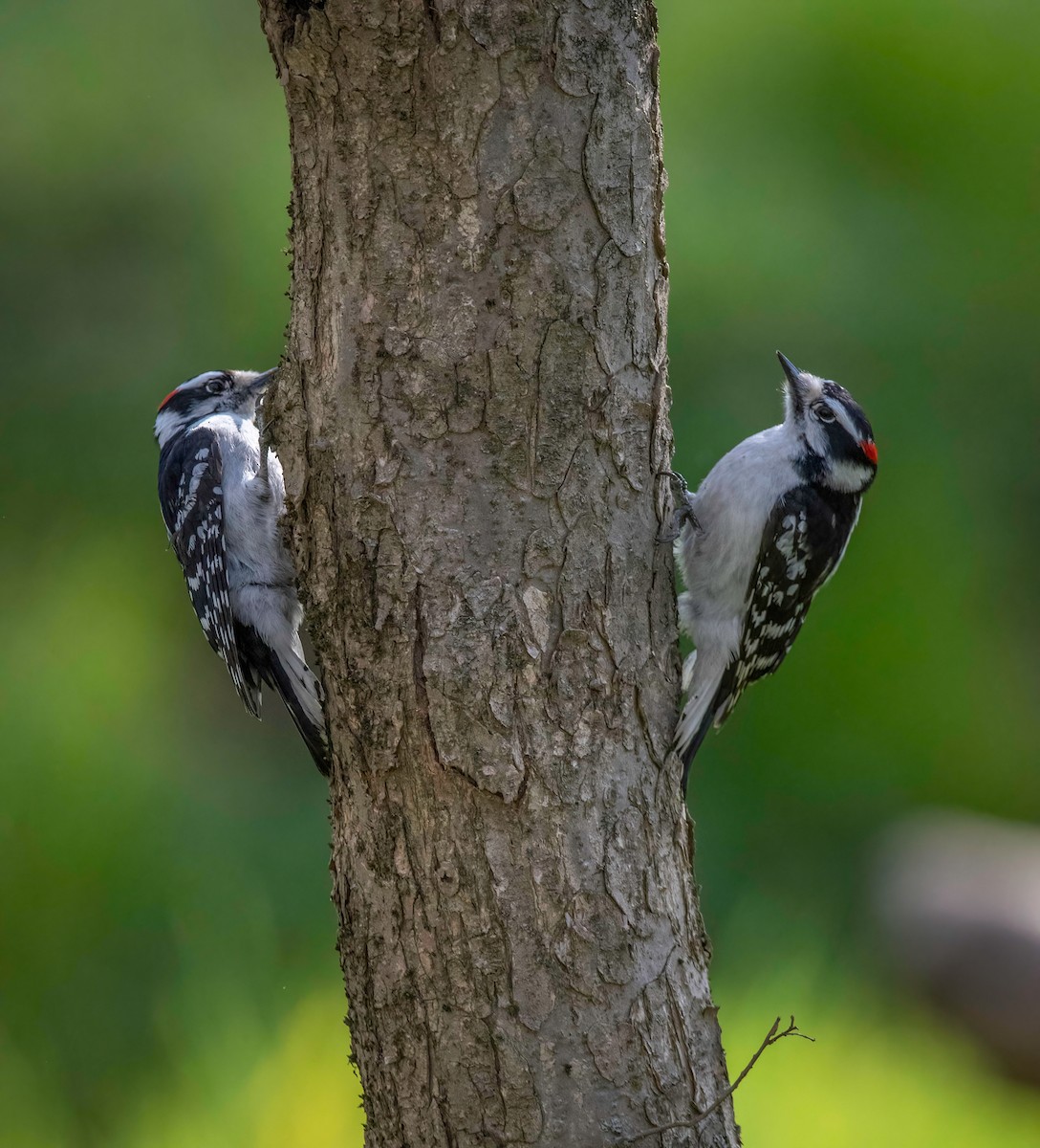 Downy Woodpecker - ML443516661