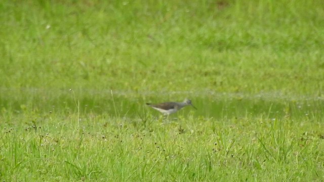 Solitary Sandpiper - ML443516891