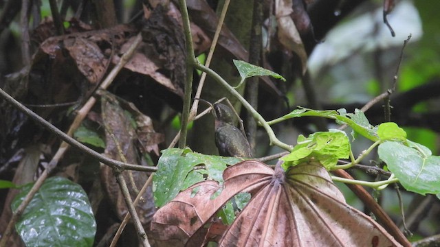 Band-tailed Barbthroat - ML443517421