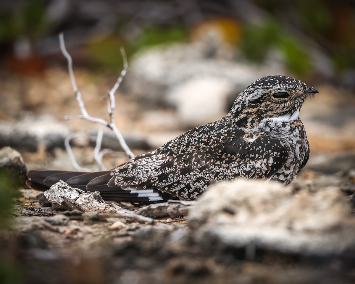 Antillean Nighthawk - ML443517551