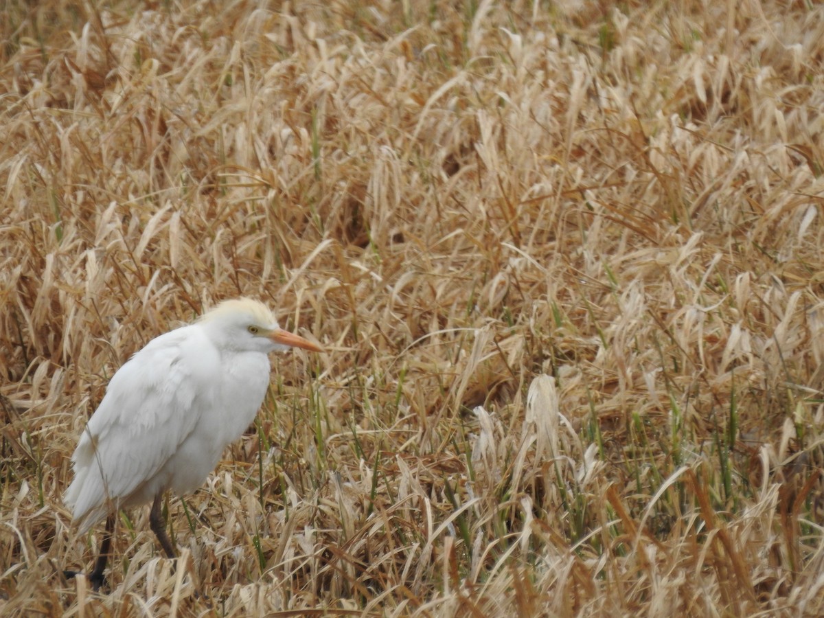 Western Cattle-Egret - ML443517661