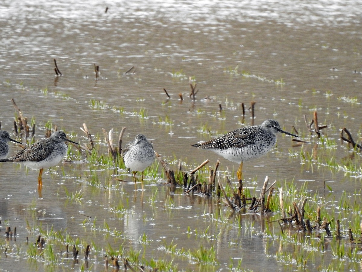 Greater Yellowlegs - ML443519801