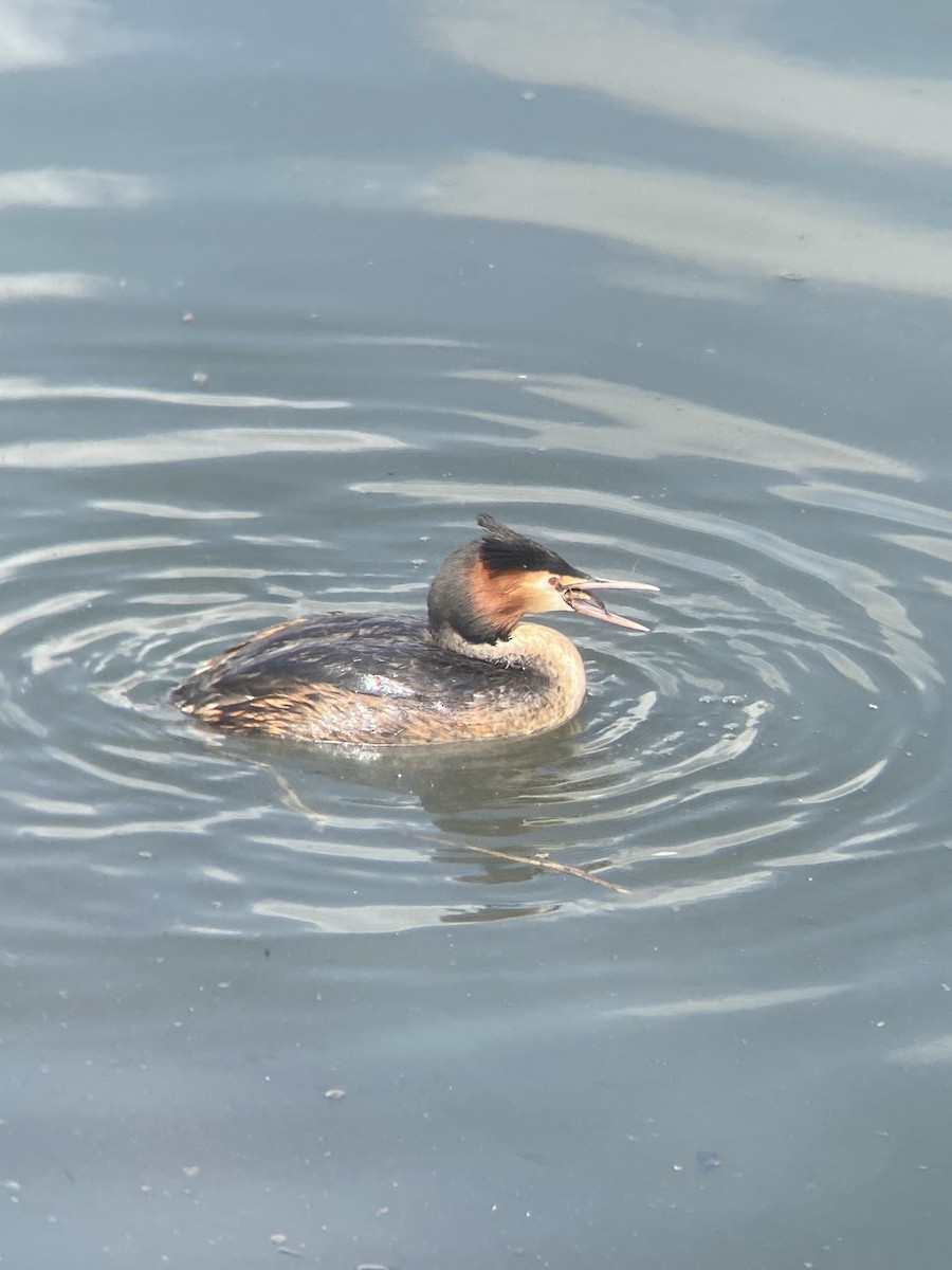 Great Crested Grebe - ML443520231