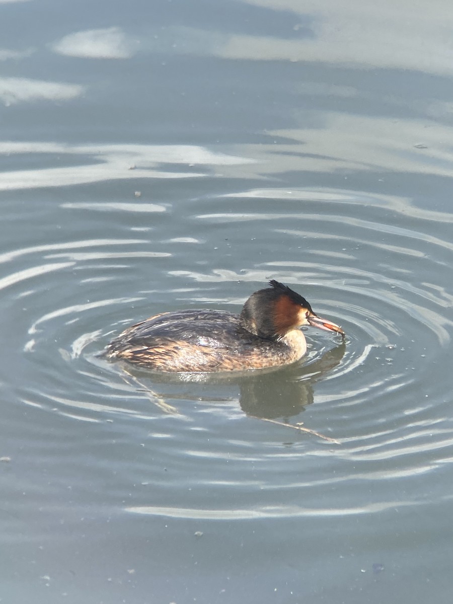 Great Crested Grebe - ML443520261